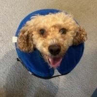 Photo of Ella & Oscar 