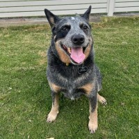 Photo of Rex