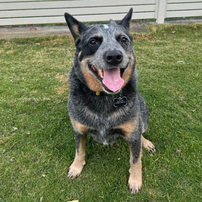 Photo of Rex