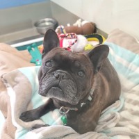 Photo of Oprah Winfrey 