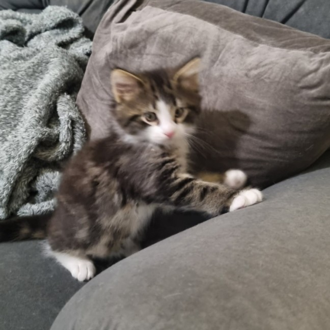 Photo of Clover & Charlie 🌺💙