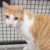 Photo of Pumpkin And Howie 