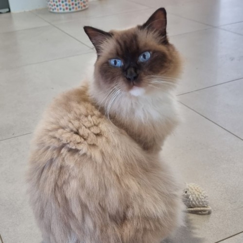 Agatha - Ragdoll Cat