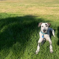 Photo of Pongo