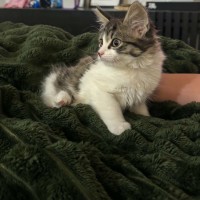 Photo of Katie *9 Lives Project Rescue*