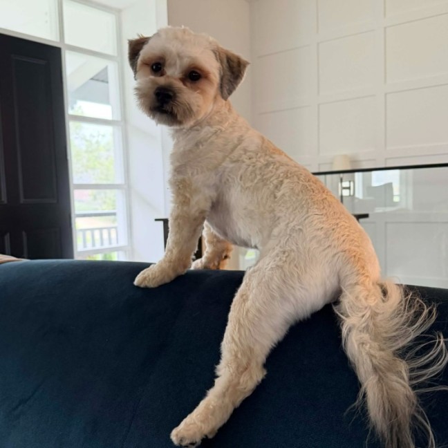 Photo of Toby