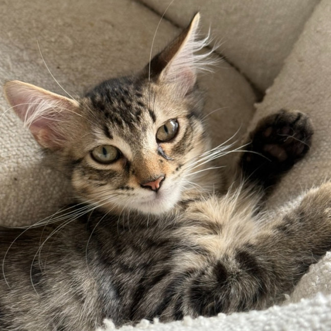 Photo of Chilli