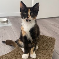 Photo of Poppy