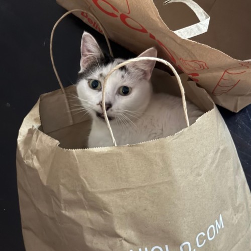 Ayra - Domestic Short Hair (DSH) Cat