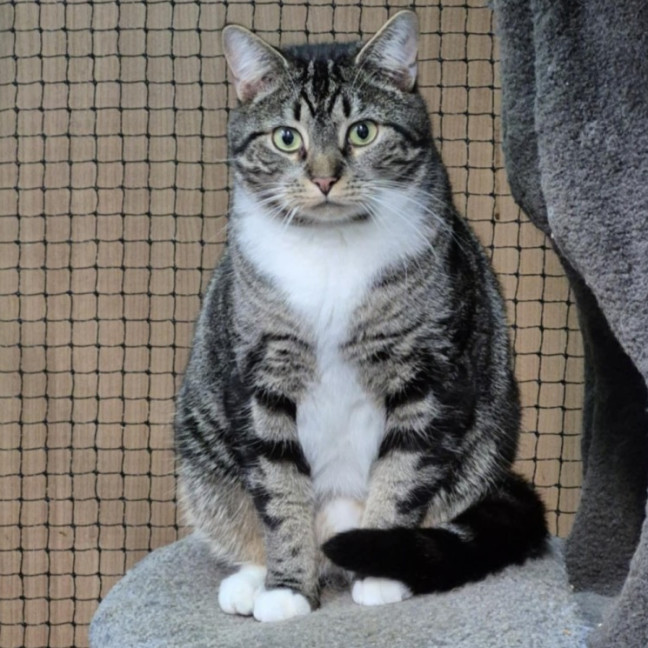 Photo of Zebra**2nd Chance Cat Rescue**