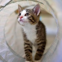 Photo of 🐱 Georgie 🐱