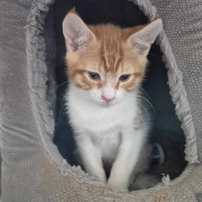 Photo of Gilligan **2nd Chance Cat Rescue**