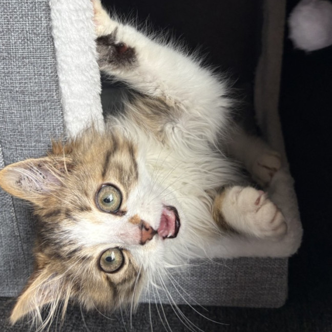 Photo of Biscuit