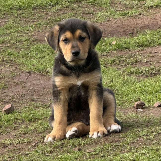 Photo of Fudge