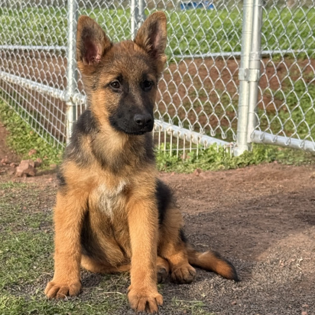 Photo of Archie