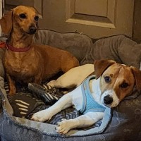 Photo of Scout 