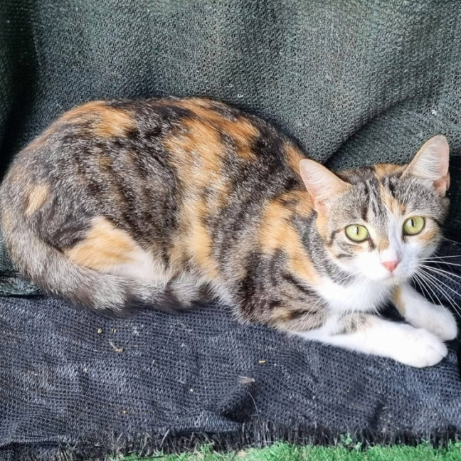 Photo of Boots