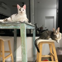 Photo of Jurel & Salmon