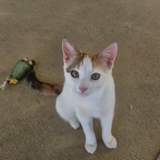 Photo of Peanuts