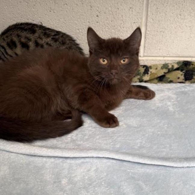 Photo of Twix