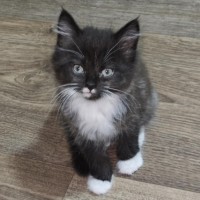 Photo of Malika **2nd Chance Cat Rescue**