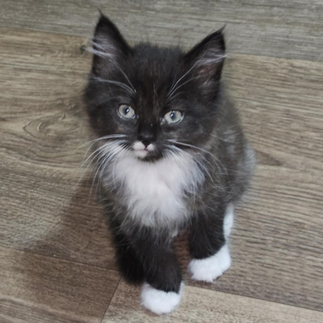 Photo of Malika **2nd Chance Cat Rescue**