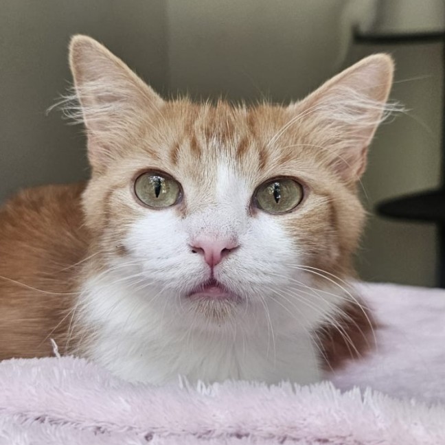 Photo of 💛 Goldie 💛