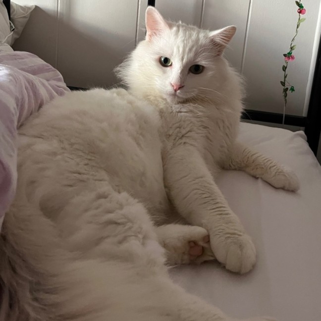 Photo of Winston