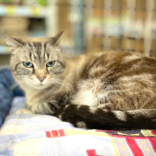 Photo of Cinnamon 