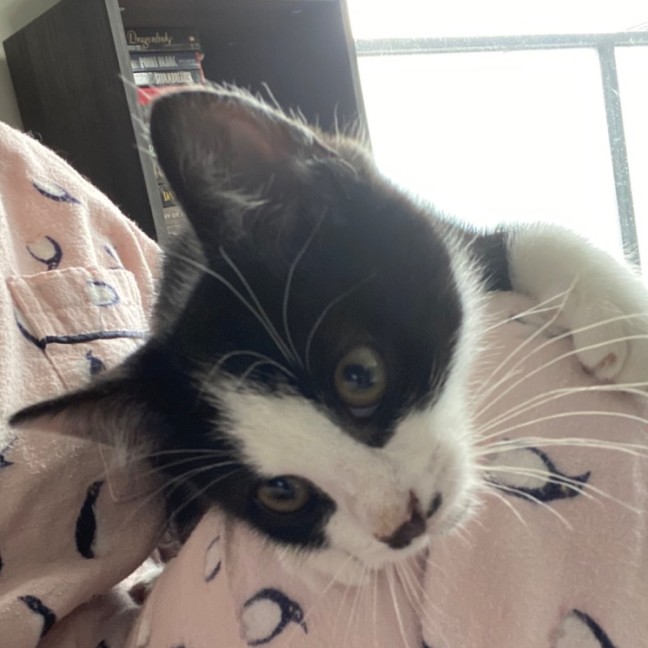 Photo of Logan **2nd Chance Cat Rescue**