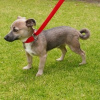 Photo of Bandit
