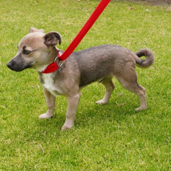 Photo of Bandit