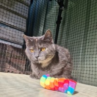Photo of Twinkles