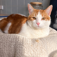 Photo of Leo