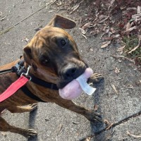 Photo of Spring Roll