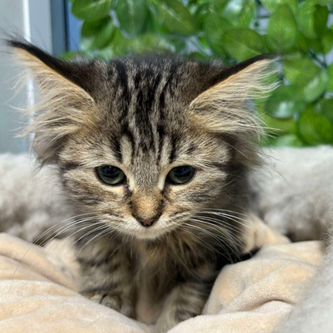 Photo of 🎯 Maude 5916 🎯