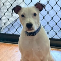 Photo of D1224 Lucky