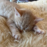 Photo of C1506 Austin