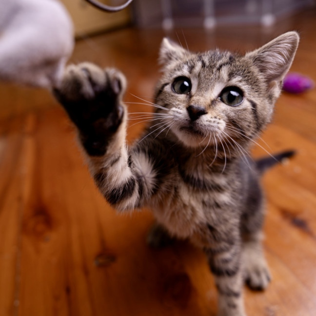 Photo of Groundskeeper Willy