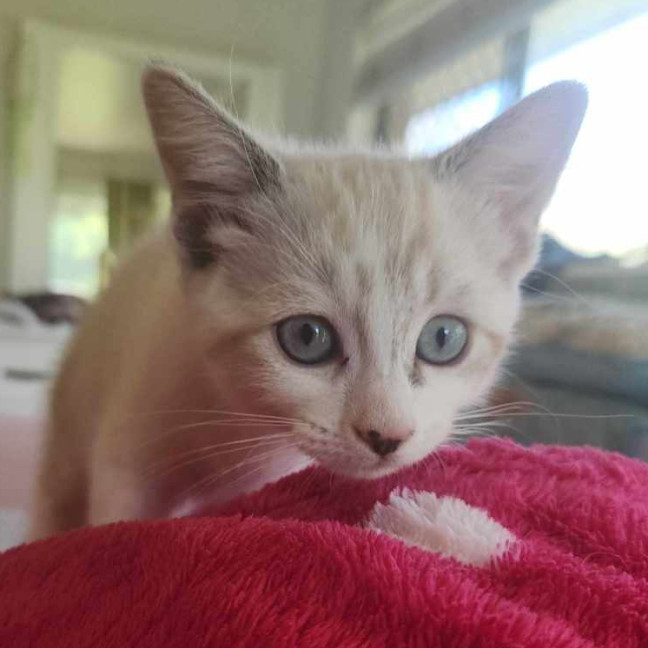 Photo of Sweetie Pie 