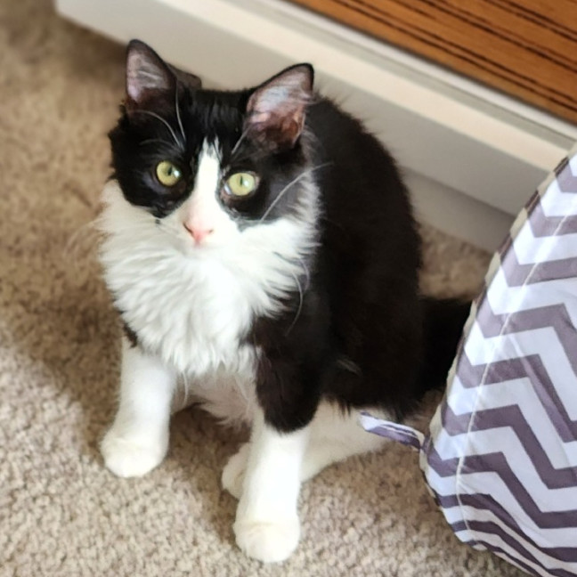 Photo of Liberty ^^Dandy Cat Rescue^^