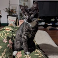 Photo of Siren