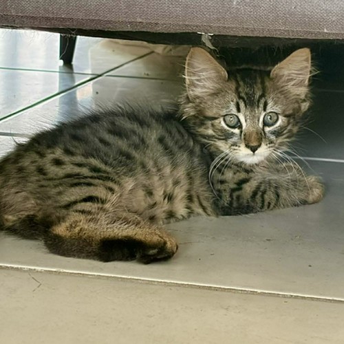 Tiger - Domestic Medium Hair (DMH) Cat