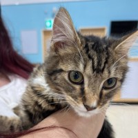 Photo of Fred *9 Lives Project Rescue*