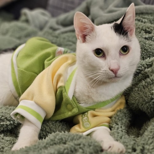 Pumpkin - Domestic Short Hair Cat