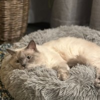 Photo of Louie