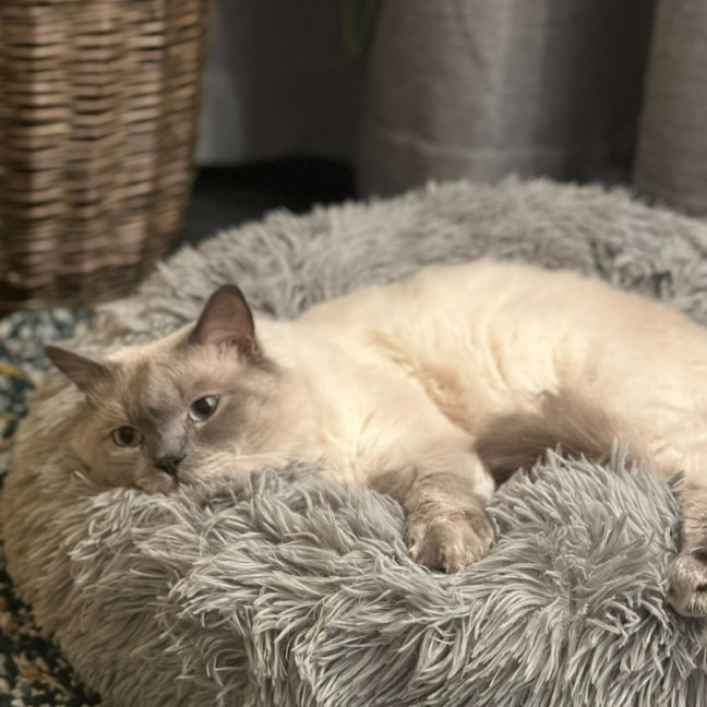Photo of Louie