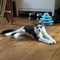 Photo of Enzo