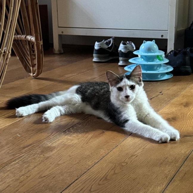 Photo of Enzo
