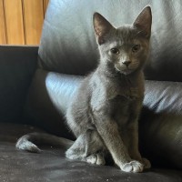 Photo of Vix
